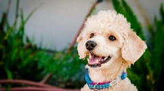 Trpaslík pudle (foto): verný domáci pet